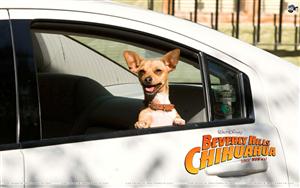 Beverly Hills Chihuahua